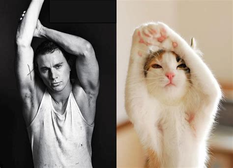 25 cats that resemble male models