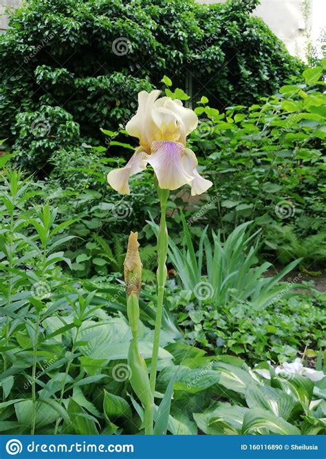 Iris Stock Photo Image Of Summer Iris Flower Spring 160116890