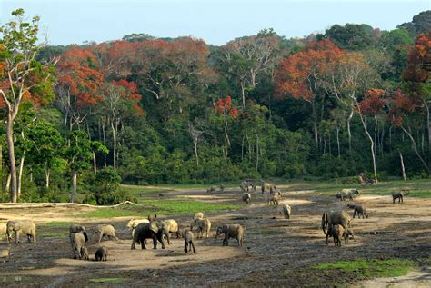 Forest Elephants At The Dzanga Sangha Special Reserve Central African