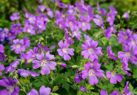 20 Gorgeous Purple Perennials Photos In 2020 Purple Perennials