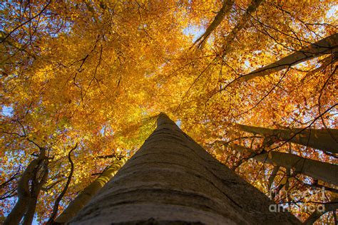 Beech Tree In Fall Photograph By Fabian Roessler