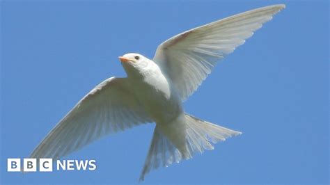 Rarely Seen Pure White Swallow Spotted In Cirencester Bbc News