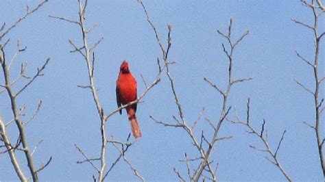 Cardinal Sound Male Cardinal Call Youtube