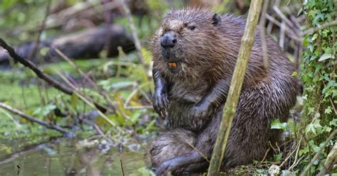 Beavers Fight Back Against Climate Crisis And Heatwaves With Water