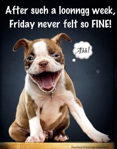 Funny Friday Work Memes Animals Ok News