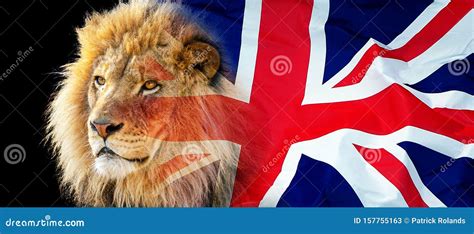 Lion And British Union Jack Flag Composite Stock Image Image Of