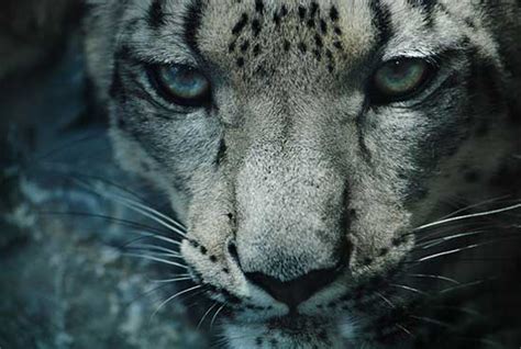 Free Download Snow Leopard 550x370 For Your Desktop Mobile And Tablet