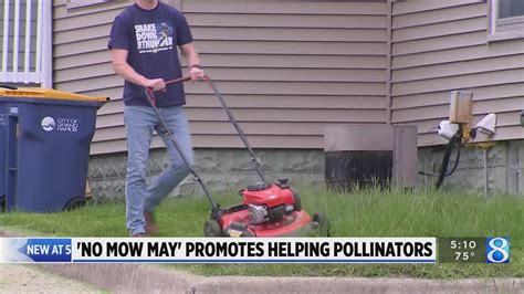 ‘no Mow May Movement Aims To Protect Michigan Pollinators Youtube