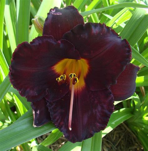 Small Daylily Hemerocallis Night Raven Salter 2000 Day Lilies