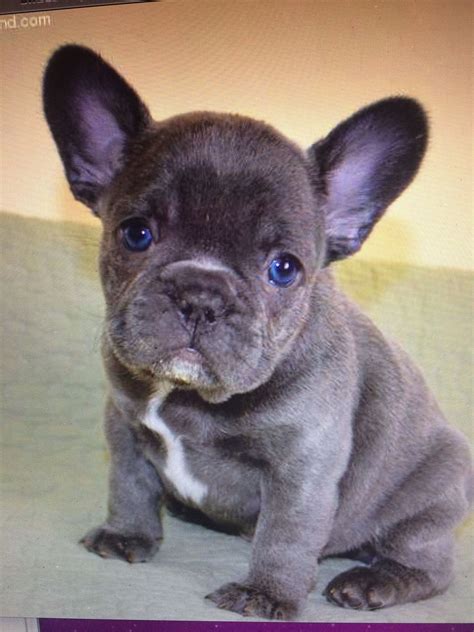 Black tri english bulldogs are a very rare yet very old color. Blue French bulldog... Love these little dogs | French ...