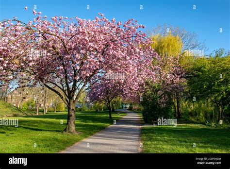 Winding Pathway Lined With Beautiful Cherry Blossom Trees On A Fresh