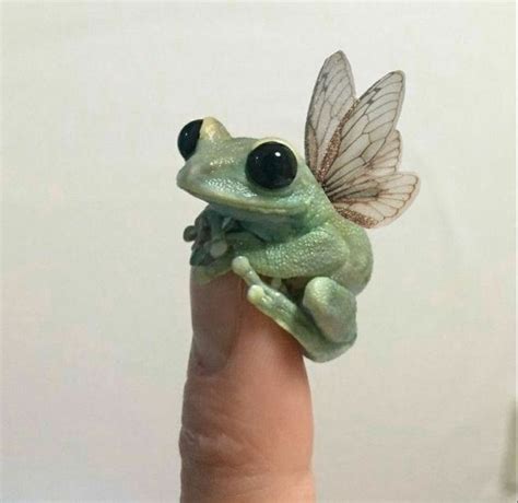 On Twitter Pet Frogs Cute Frogs Cute Little Animals