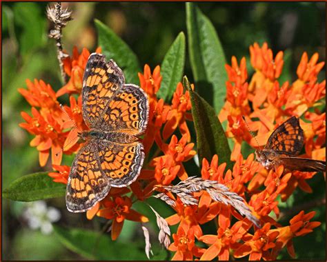 Butterfly Weed With Butterflies