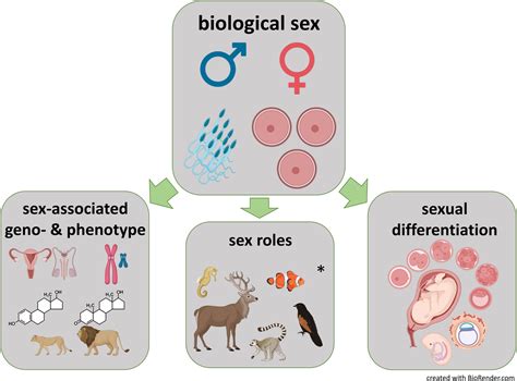 biological sex is binary even though there is a rainbow of sex roles goymann 2023