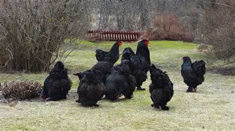 Black Brahma Leghorn Chickens Bantam Chickens Chickens And Roosters