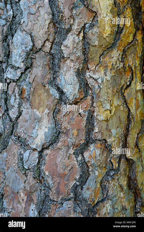Tree Trunk Of A Scots Pine Pinus Sylvestris Bark Germany Stock