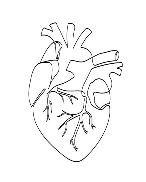 Heart One Line Drawing Continuous Line Art Anatomical Heart Heart