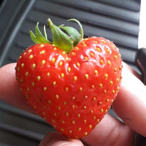 This Heart Shaped Strawberry Mildlyinteresting