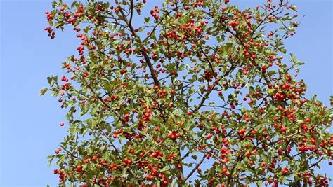 The hawthorn family of herbs is represented by a family of one hundred to two hundred related the hawthorn family serves as an important source of food for wildlife; Hawthorn Tree or Crataegus with Stock Footage Video (100% Royalty-free) 20612962 | Shutterstock