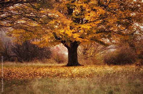 Colorful Tree In Autumn With Fallen Yellow And Orange Leaves By