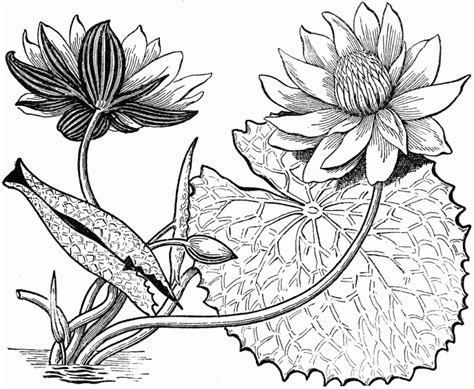 50 Gambar Sketsa Bunga Indah Dan Mudah Sakura Mawar