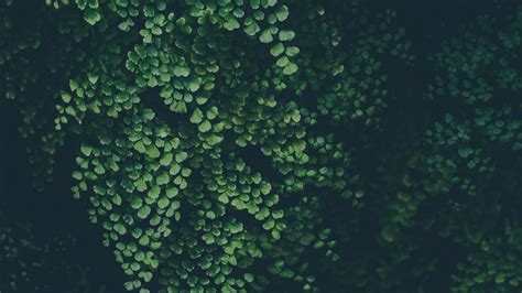 Download 1920x1080 Wallpaper Green Leaves Clover Nature