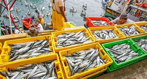 Produce Desembarque Del Sector Pesca Creció 75 En Febrero Del 2019
