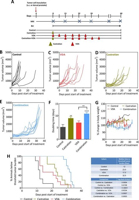 Efficacy Of Androgen Deprivation In Combination With Vascular Targeting Download Scientific