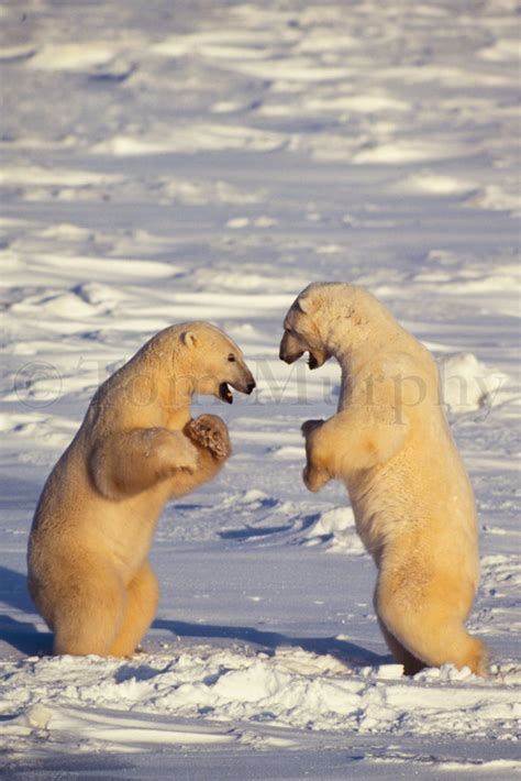 Polar Bears Play Fight Tom Murphy Photography