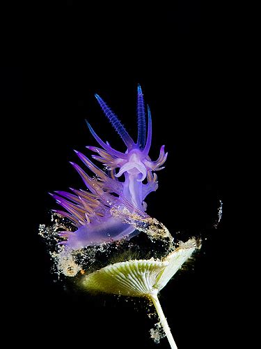 Natural Underwater Nicholas Samaras Cogtography