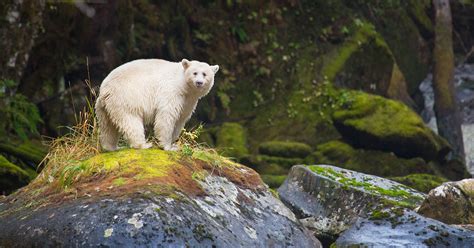 A Look At The Iconic Wildlife At Great Bear Rainforest