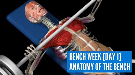 Bench Week Day 1 Anatomy Of Bench Press Youtube