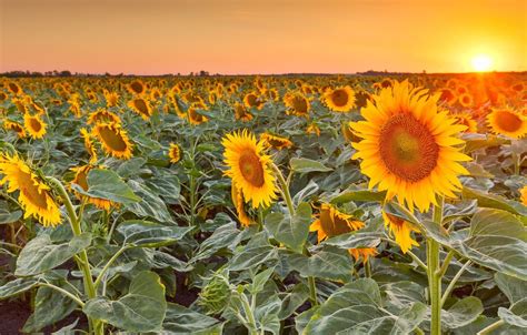 Sunny Sunflowers Wallpapers Wallpaper Cave