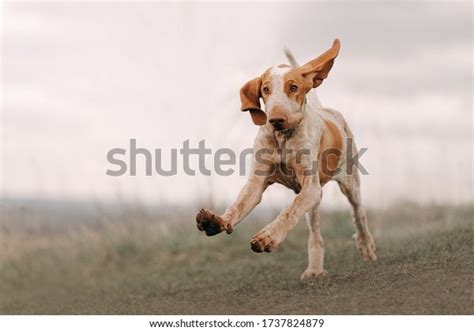Bracco Italiano Puppy Running Outdoors On Stock Photo Edit Now 1737824879