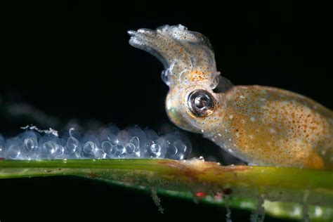 Worlds Smallest Cephalopod Gets Set To Fertilise Her Own Eggs New