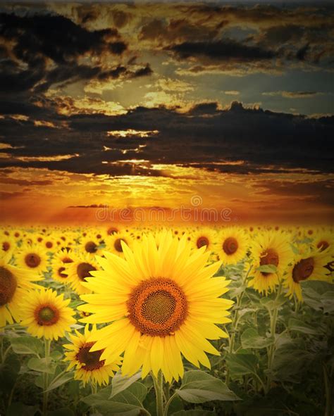 Sunflowers Field At Sunset Time Stock Photography Image 15366692