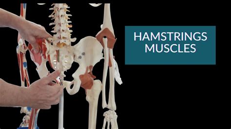 Anatomy And Function Of The Hamstrings Muscles Youtube