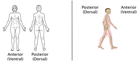 Posterior Dorsal