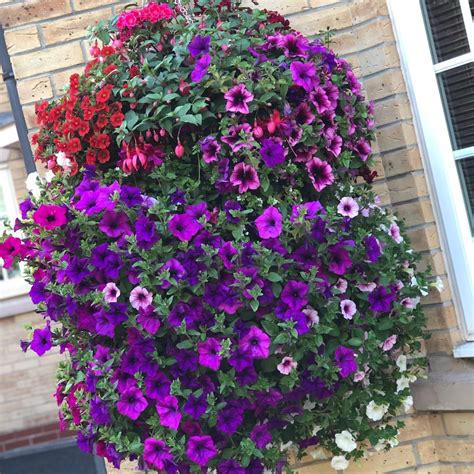 Window Boxes Hanging Baskets Container Gardening Plants Fall