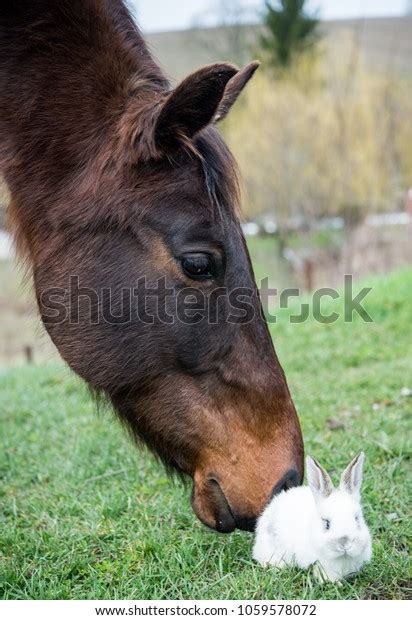 3907 Horse Easter Images Stock Photos And Vectors Shutterstock