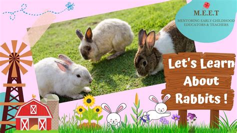 Lets Learn About Rabbits Preschool Learning Videos For Kids L Cute