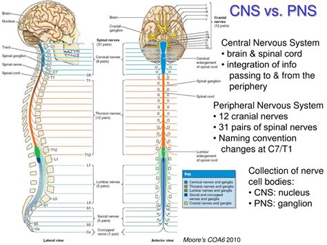 Ppt Peripheral Nervous System 1 The Somatic System Powerpoint