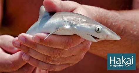 Maybe you would like to learn more about one of these? Getting Caught Can Induce Labor in Sharks and Rays | Baby ...
