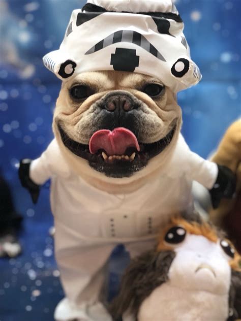 It conveys the appearance of of an active, very muscular and intelligent animal. Roberto the French Bulldog in a Stormtrooper costume