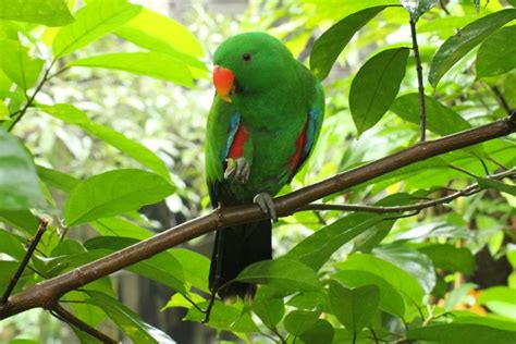 Solomon Islands Eclectus Care Guide Solomon Islands Island Colorful Parrots