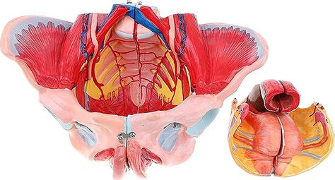 Menselijk Orgelmodel Vrouwelijk Bekken Skeletmodel Anatomiemodel Vrouwelijke Bekkengordel