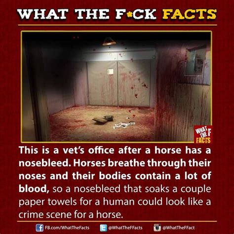 I Love Wtf Facts Horror Amino