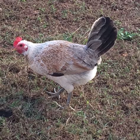 Grey Gamefowl Hens Pullets Game Fowl Farm Garden By Owner