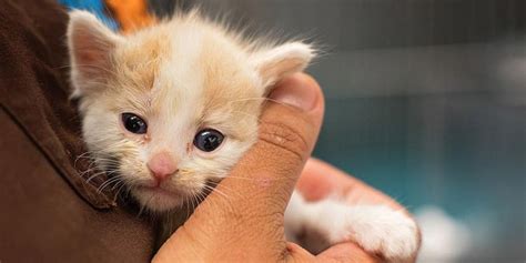 10 Cara Merawat Kucing Untuk Pemula Biar Makin Penurut Pintarpet