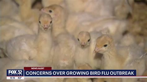 Concerns Growing Over Bird Flu Outbreak Youtube